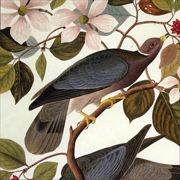 John James Audubon Canvas Paintings